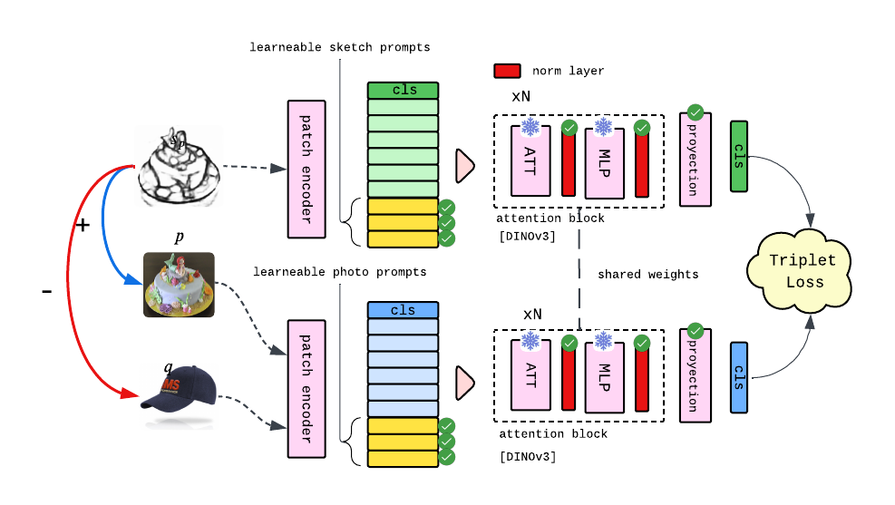 skDINO architecture and training pipeline